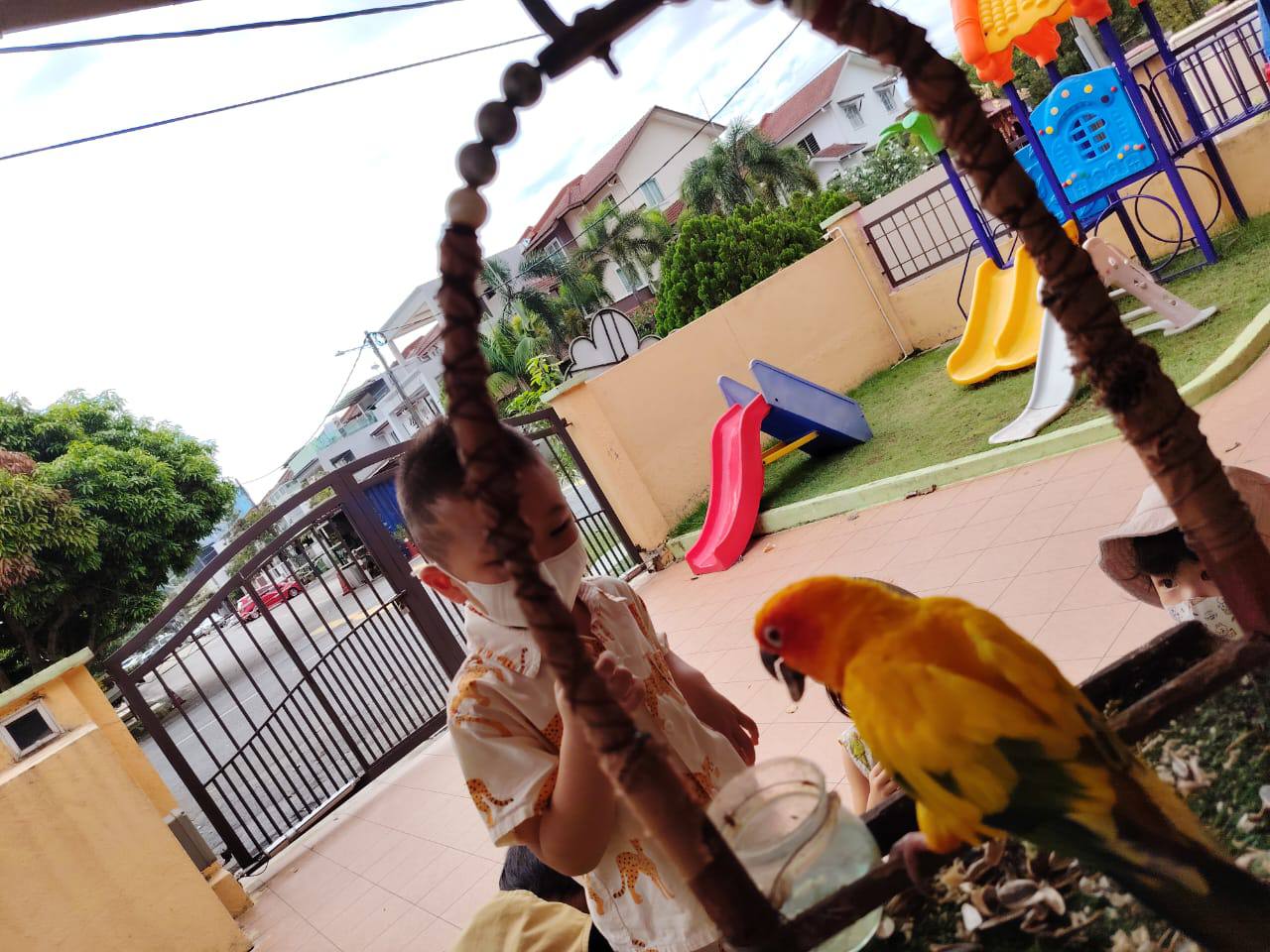 A child observing a colourful parrot during a supervised animal visit